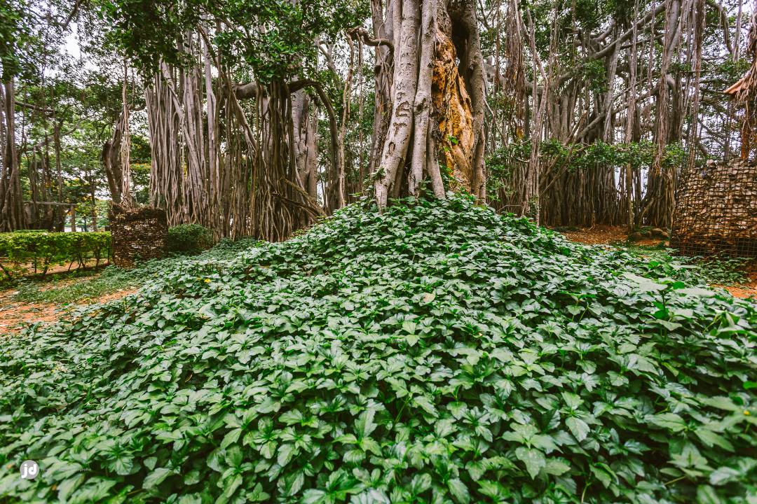 Dodda Alada Mara or Big Banyan Tree (13).jpg